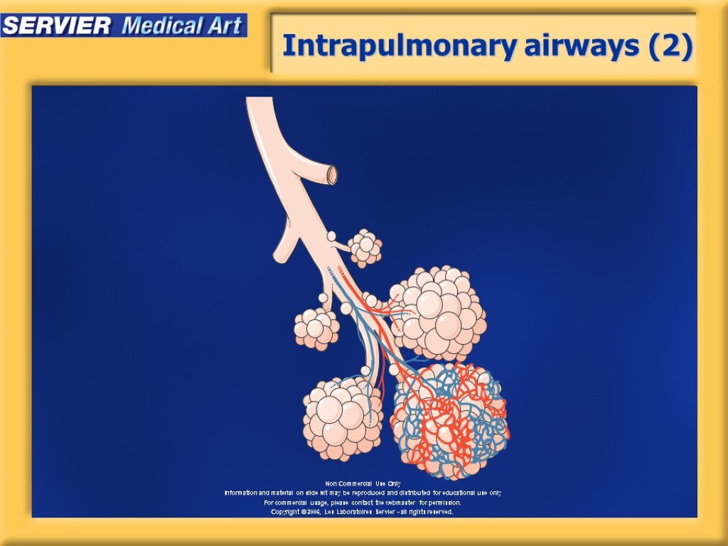 Intrapulmonary airways (2)